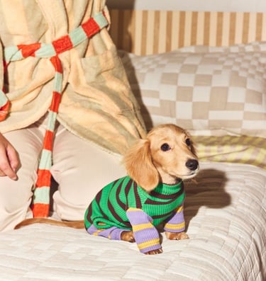 cachorro de perro salchicha de pelo largo que lleva un suéter de rayas y colores sentado en una cama