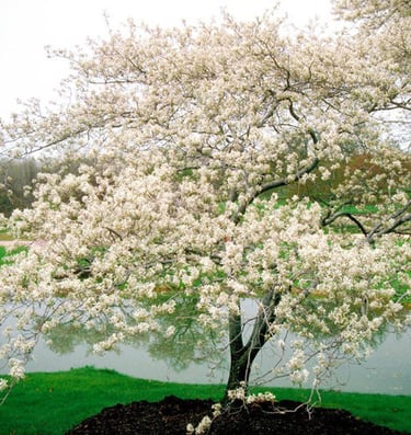 Arbre à floraison blanche intégré aux aménagements paysagers de la Résidence Santini