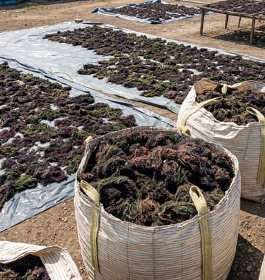 Dried Gracilaria seaweed 15% moisture and 3% impurity for agar-agar, Agriculture and Cosmetics