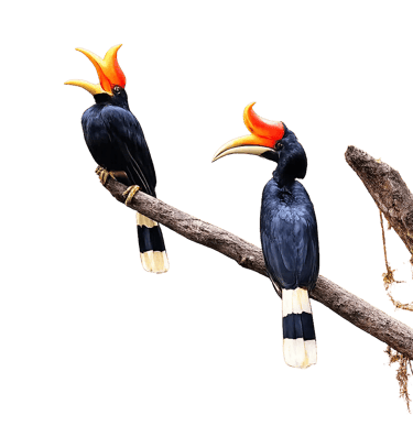 Two Rhinoceros Hornbill birds with vibrant orange casques perched on a wooden branch against a black background.