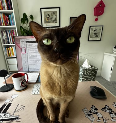 Burmese cat in the Spanish teaching room on the desk
