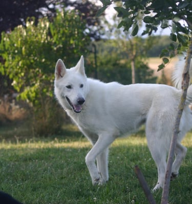 a white dog standing in the grass with a person in the background
