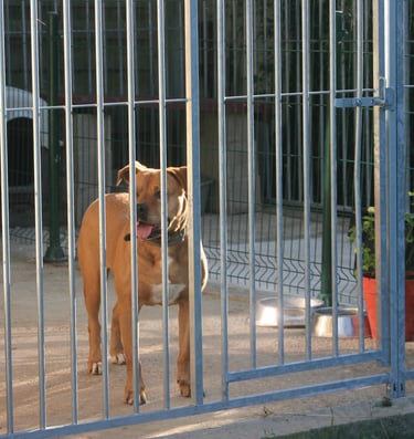 a dog is standing in front of a fenced in area