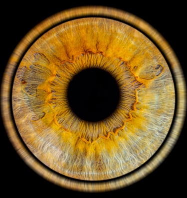 photo iris bordeaux