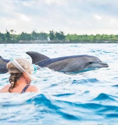 Guest snorkeling and swimming with dolphins during a Mnemba Island Zanzibar day tour