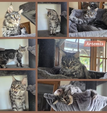 maine coon black silver