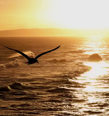 Gaivota voando com o pôr-do-sol ao fundo