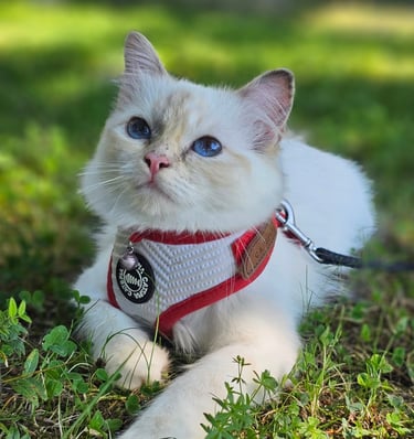 Blåskilpaddemasket Hellig Birma kattunge