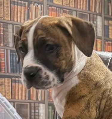 Brindle light red Boerboel puppy standing on for salea couch in a living room