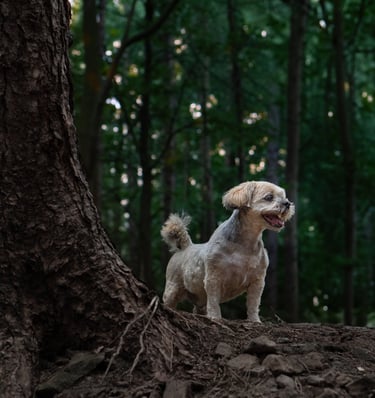 A small tan dog standing on a forest trail during pet photography in Wakefield