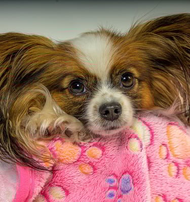 regard intense de chien