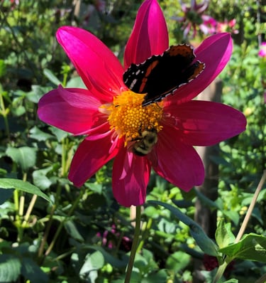a butterfly and bee on a flower in a garden