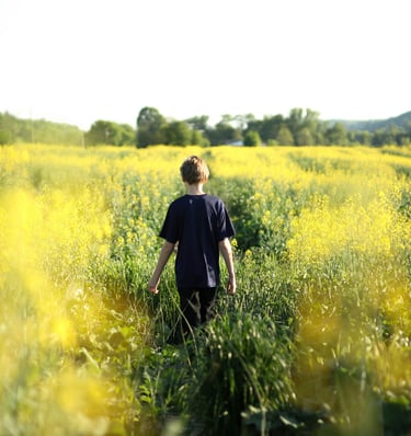balade dans un champ de colza