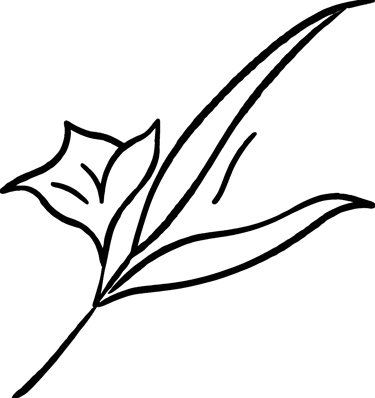 Leaf line drawing used as a bullet point 6