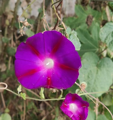 blossom like a flower, psychology, meditation, therapy, mindfulness