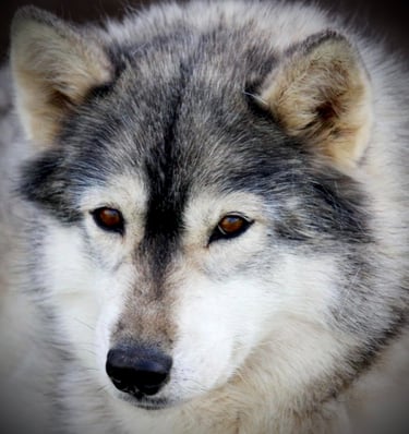 Huskyhündin Suma der Huskyzucht of Snow Wolf Valley 