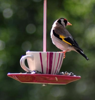 vaisselle recyclée en mangeoires oiseaux