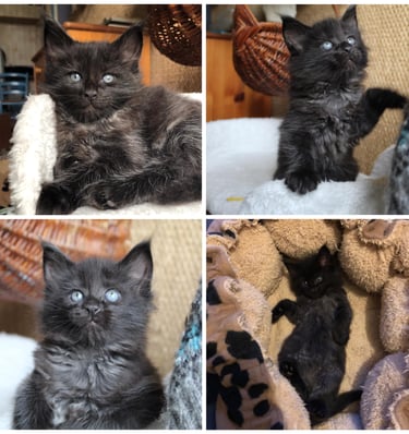 a collage of four different pictures of a kitten black maine coon