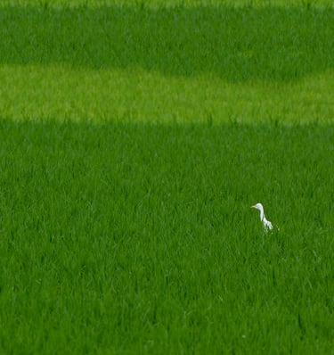 A green field with a white pond heron in it.