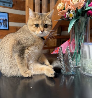 a cat sitting on a table with flowers in a vase
