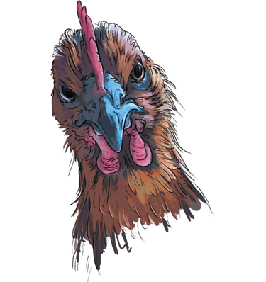 Columbian Blacktail, one of the heritage breeds laying our delicious and nutritious Orchard Eggs.