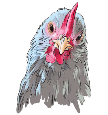 Swedish Silverludds, one of the heritage breeds laying our delicious and nutritious Orchard Eggs.