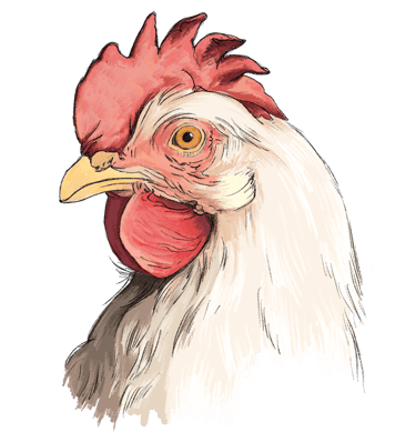 White Leghorns, one of the heritage breeds laying our delicious and nutritious Orchard Eggs.