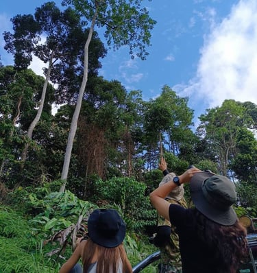 Nature enthusiasts spotting wildlife and rainforest giants during a guided Deramakot safari
