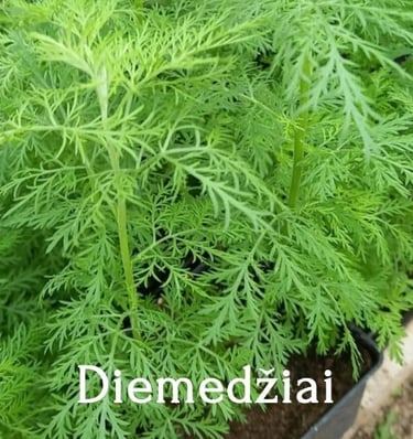 Diemedžiai
