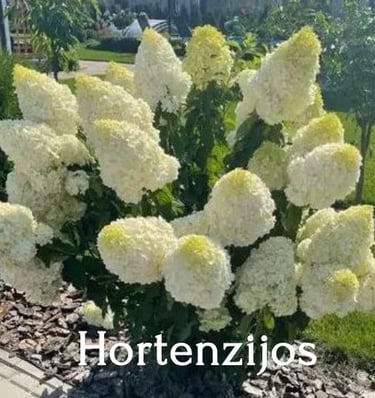 Hortenzijos