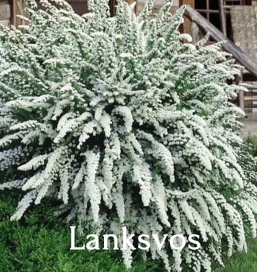 Lanksvos