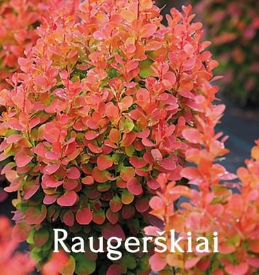 Raugerškiai