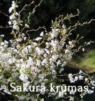 Sakura krūmas