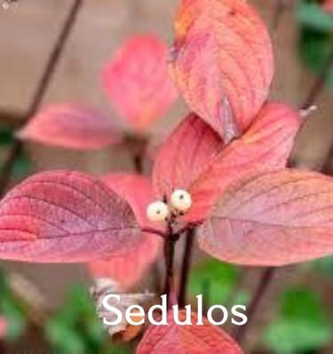 Sedulos