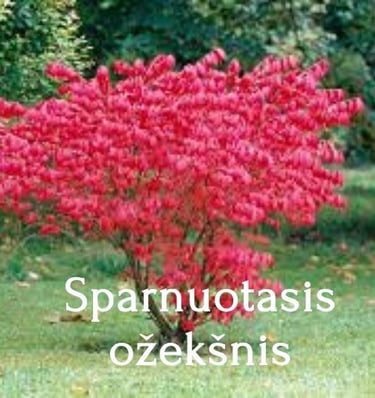 Sparnuotasis ožekšnis