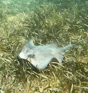 a stingper ray ray ray ray ray ray ray ray ray ray ray ray ray