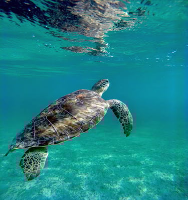 a turtle turtle turtle turtle turtle turtle turtle turtle turtle turtle turtle turtle turtle turtle turtle