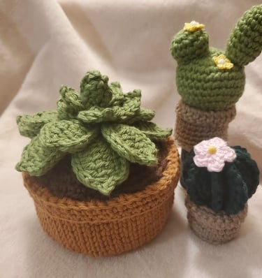 cacti with hen and chicks plants