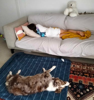 sleeping border collie 