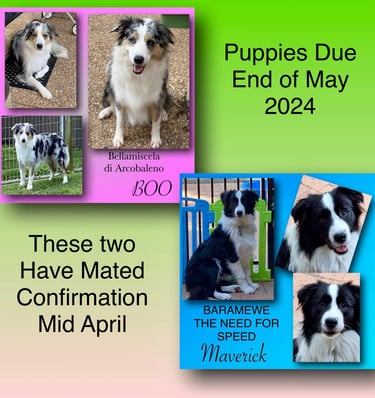 2024 Pure bred border collies puppies 