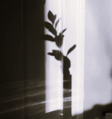 Photo de l'ombre d'une plante sur un mur
