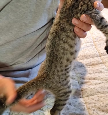 Gatto Savannah cucciolo