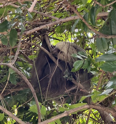 Three-toed sloth hanging from a tree branch in the tropical forests of Panama.