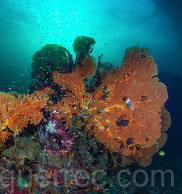 Massif de gorgones - Mer d'Andaman -THAÏLANDE