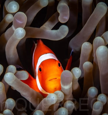 Poisson clown - Puerto galera - PHILLIPINES