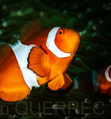 Poisson clown - Puerto galera - PHILLIPINES