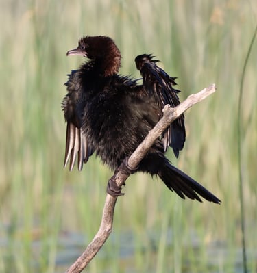 cormoran bird with wt wings