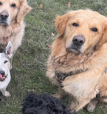 A dog walker co ordinating a group walk
