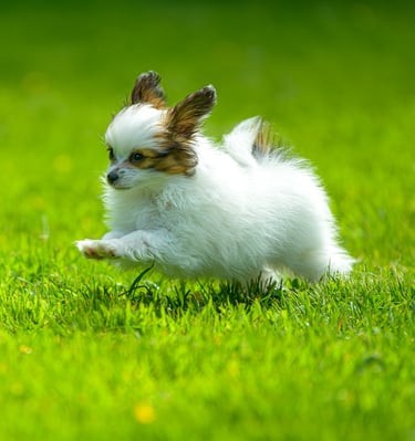 chiot qui courre sur la pelouse