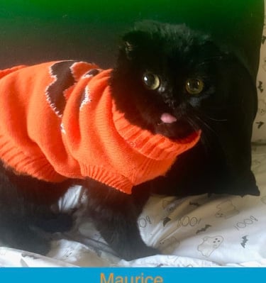 Maurice - black male Scottish Fold